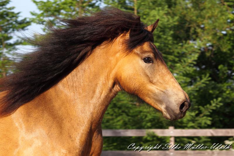 _MG_4905 sg.JPG - Hrydja von Heidmoor - eine Alvar fra Stora-Hofi Tochter von 2011.